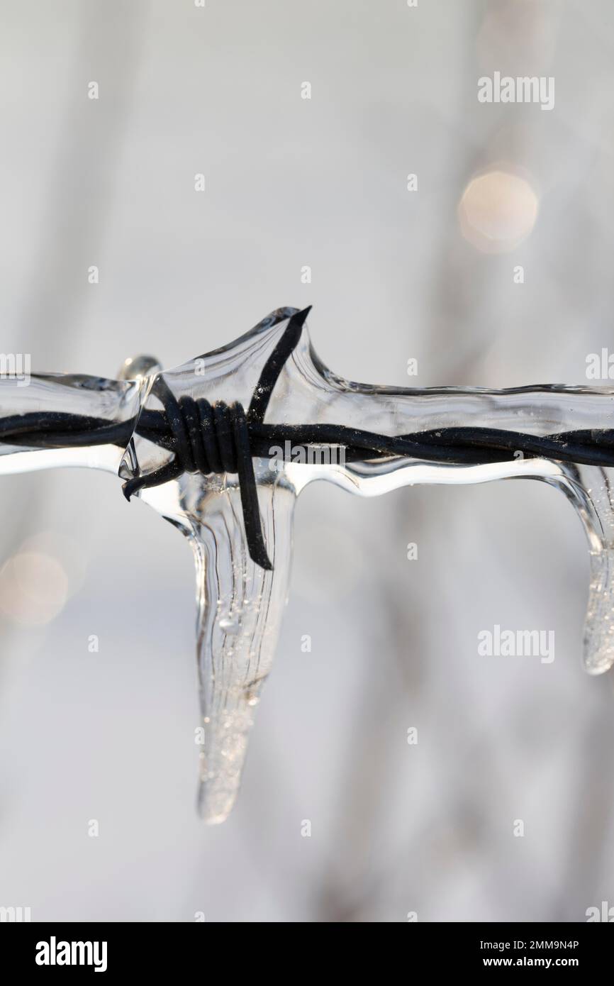 Eiskalter Stacheldraht, Stacheldraht nach überfrierendem Regen mit Eis bedeckt Stockfoto