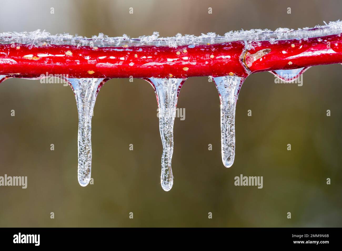 Rotes Hundeholz, das nach überfrierendem Regen mit Eis bedeckt ist Stockfoto