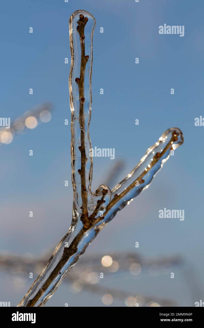 Astgabel nach überfrierendem Regen mit Eis bedeckt Stockfoto