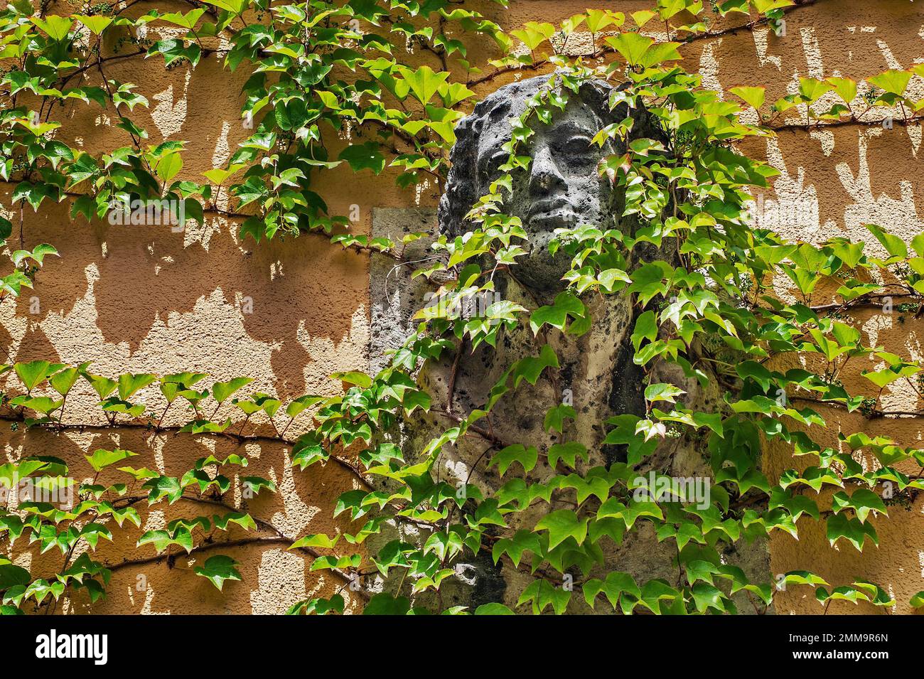 Entlastung der ein junger Mann, den Kopf von wilder Wein an der Wand des Park-Cafe, München, Oberbayern, Bayern, Deutschland umgeben Stockfoto