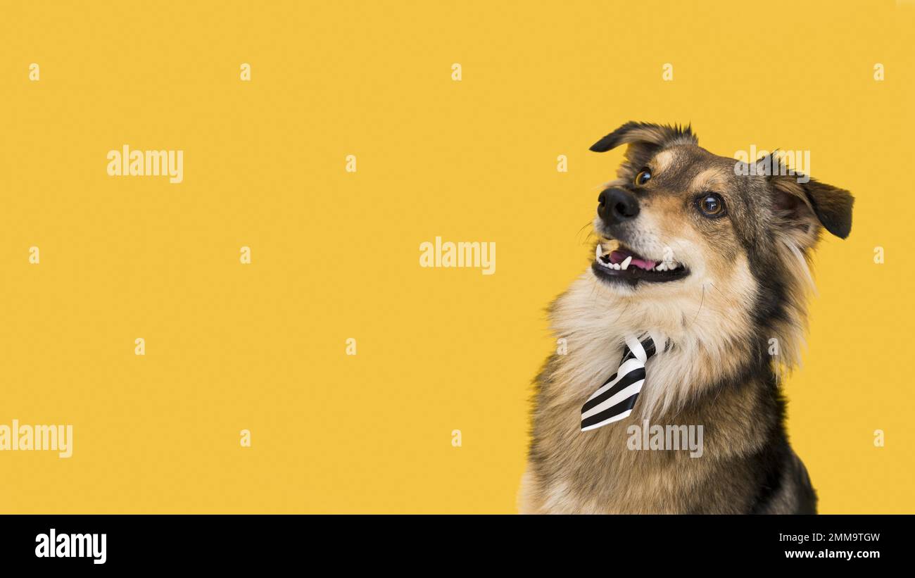 Blick nach vorne wunderschöner Hund mit Kopierbereich. Auflösung und hochwertige Fotos Stockfoto