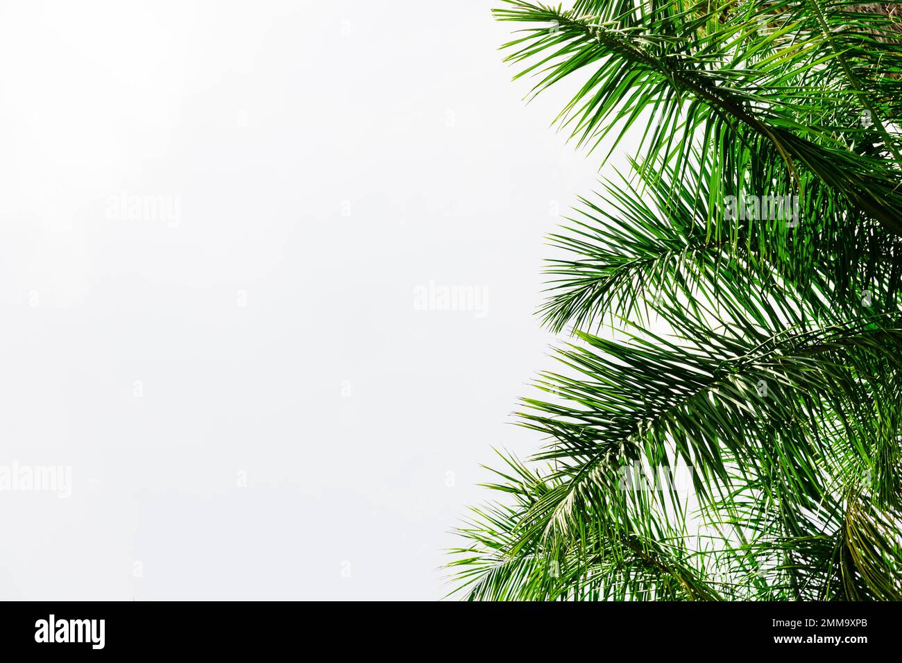 Palmenblätter auf weißem Hintergrund. Hochauflösendes Foto Stockfoto