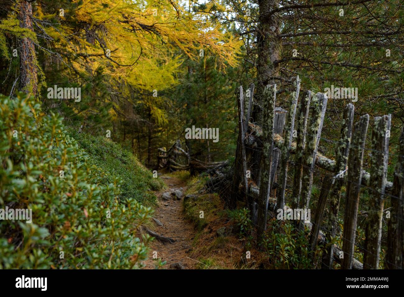 Zaun mit Herbstlarchen (Larix), Val Senales, Natruns, Südtirol, Italien Stockfoto