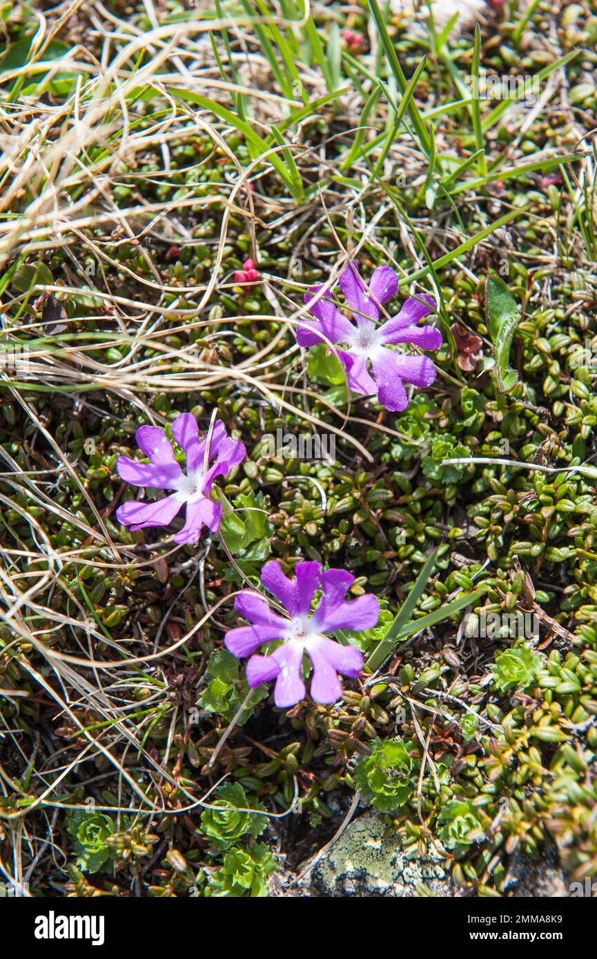 Violette Blüten, am wenigsten Primrose (Primula minima), Prettau, Predoi, Ahrntal, Valle Aurina, Pustertal, Valle Pusteria, Mittelalpen, Alpengrat Stockfoto