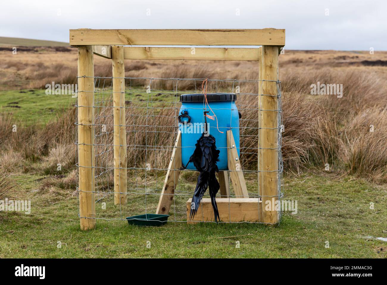 Gamekeeping, blaue Fütterungstrommel für Moorhühner und Rebhühner auf bewirtschaftetem Moorland mit traditionellen Methoden und Korviden, die mit Bailer-Garn aufgewickelt wurden Stockfoto