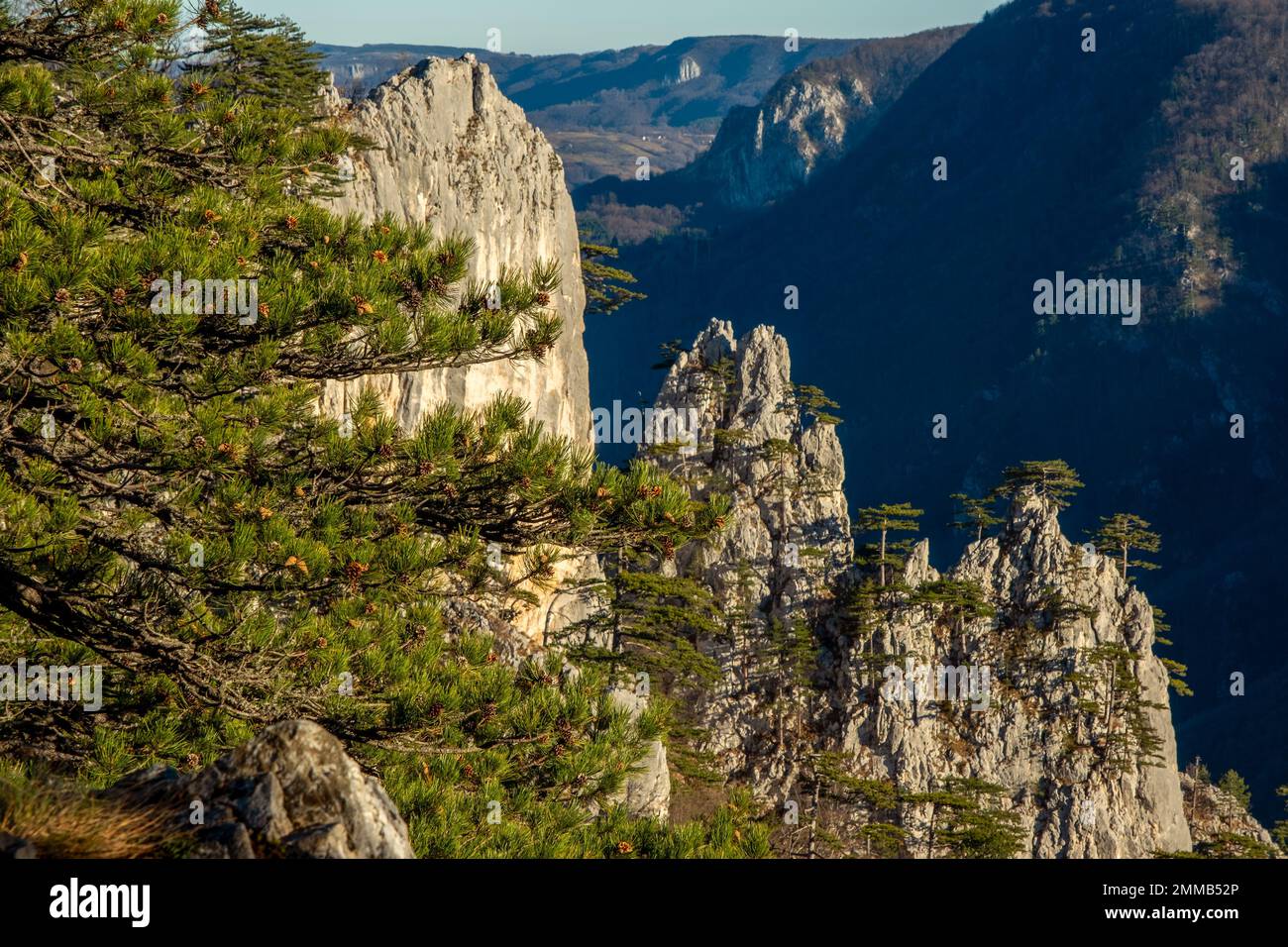 Tara-Park-Berge in Serbien Stockfoto
