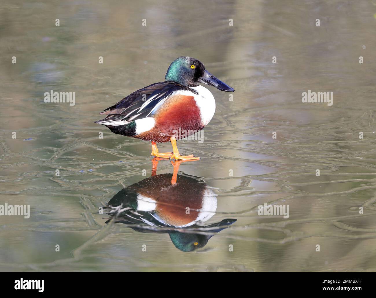 Norhen Shoveler (Spatula clypeata) Stockfoto