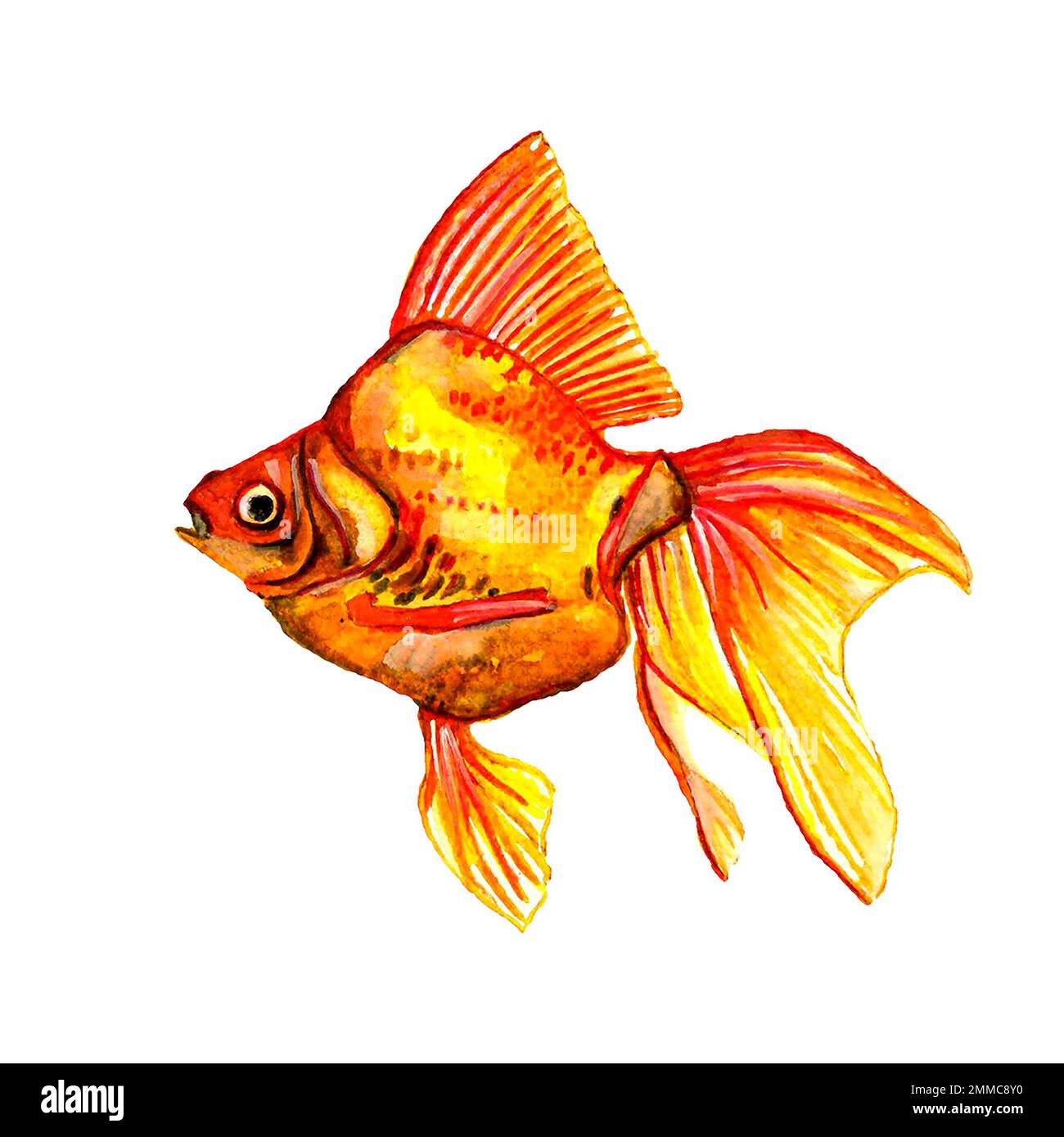 Handgezeichnete Aquarell-Darstellung des Goldfischveilschwanzes im Aquarium auf weißem Hintergrund, isoliert Stockfoto