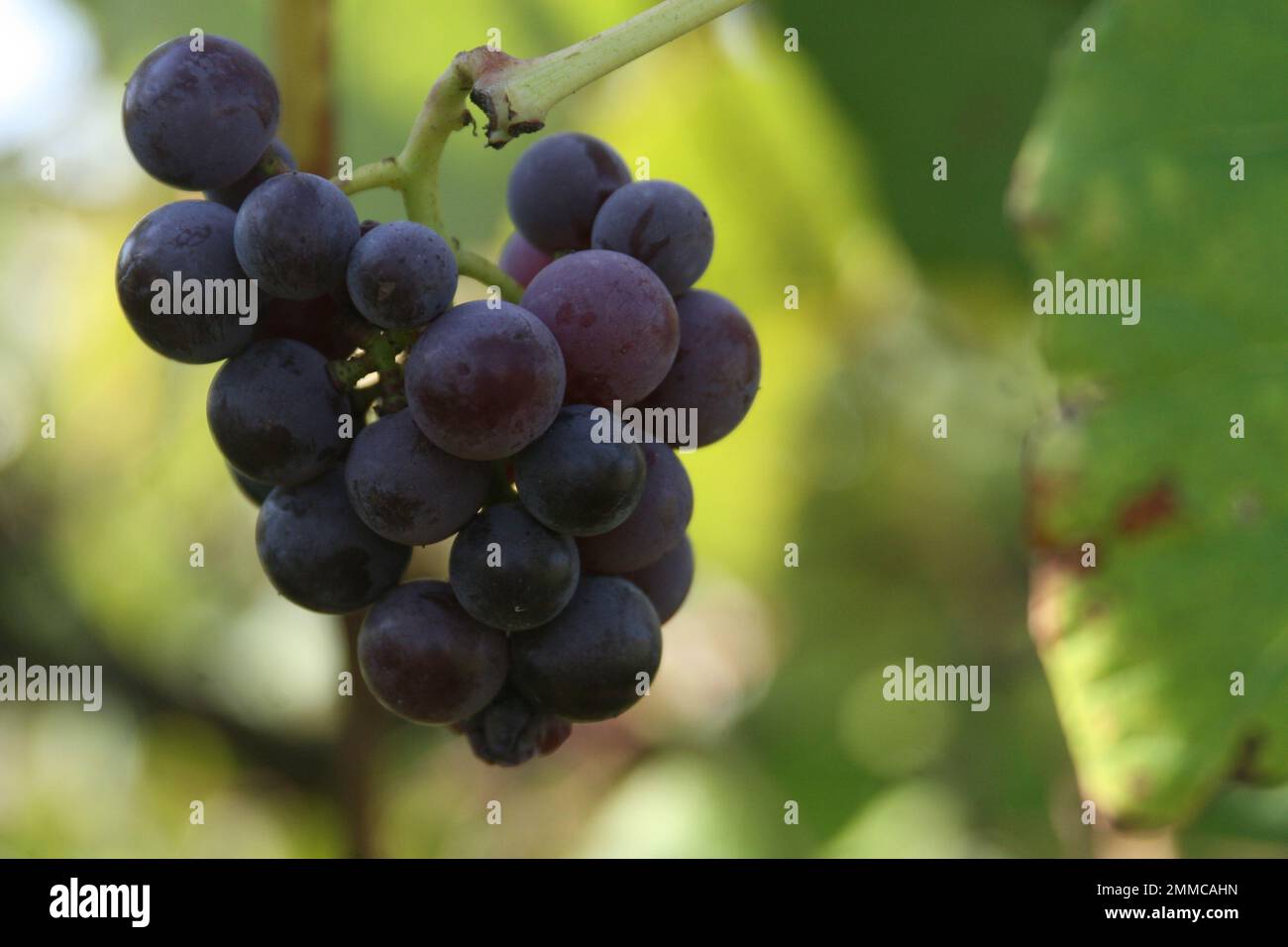 4m Vineyards & Farms ist eine Quelle für Weintrauben in Missouri. St. James, Missouri, USA, ist der Kultivator von hundert Hektar großen Missouri-Trauben. Stockfoto