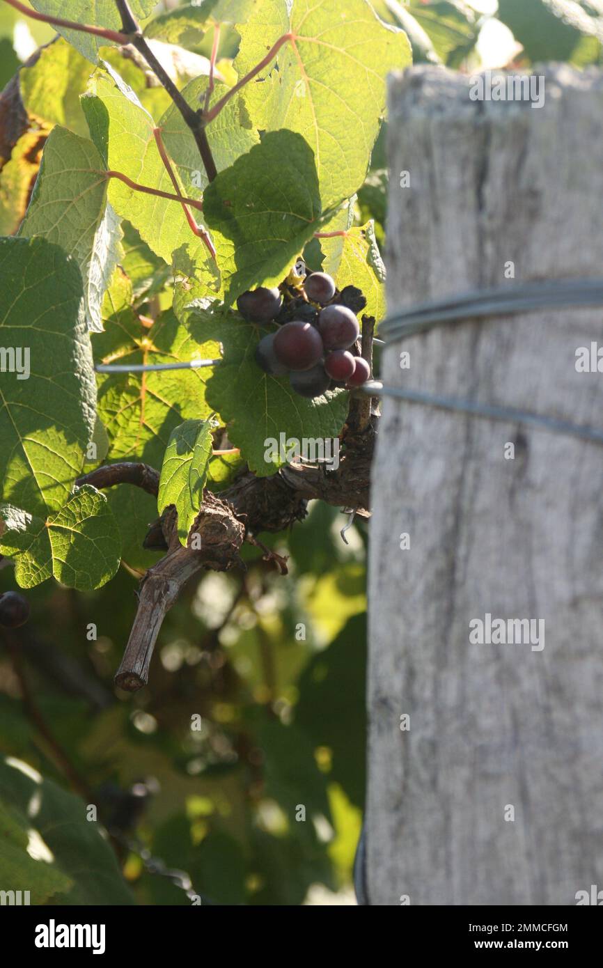 4m Vineyards & Farms ist eine Quelle für Weintrauben in Missouri. St. James, Missouri, USA, ist der Kultivator von hundert Hektar großen Missouri-Trauben. Stockfoto