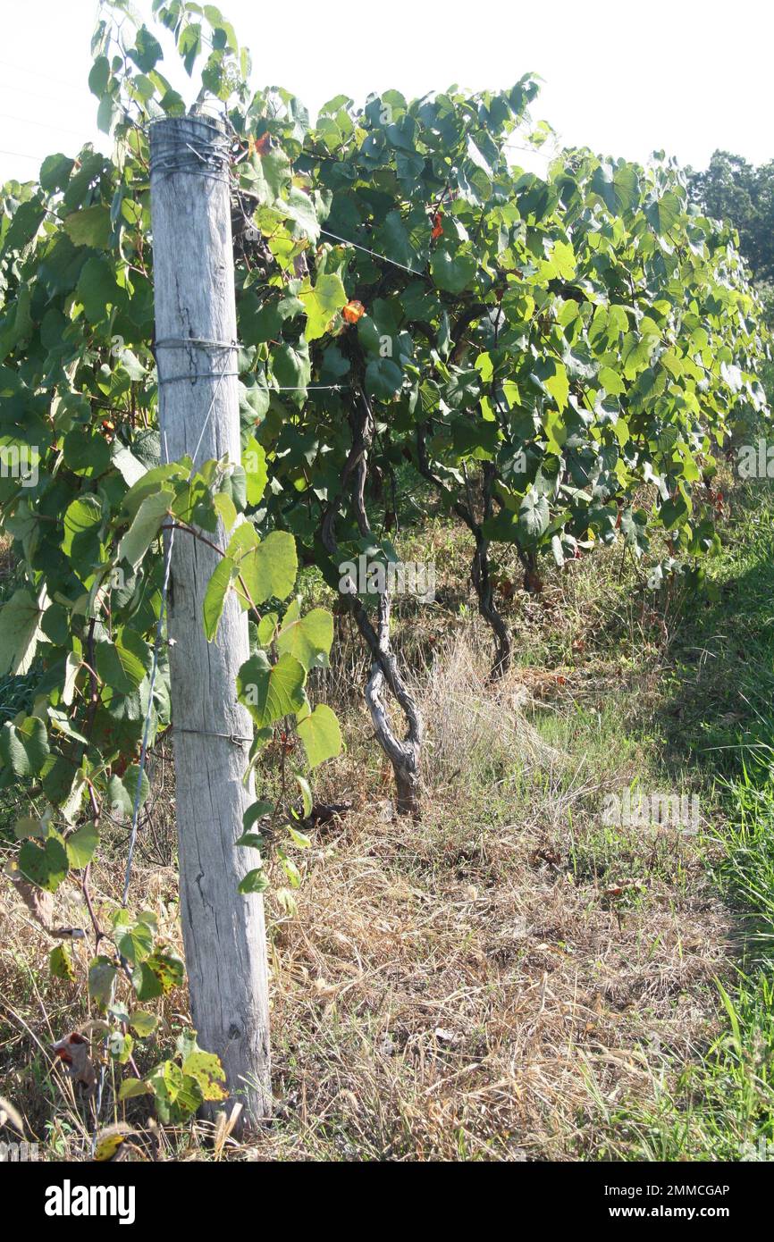 4m Vineyards & Farms ist eine Quelle für Weintrauben in Missouri. St. James, Missouri, USA, ist der Kultivator von hundert Hektar großen Missouri-Trauben. Stockfoto