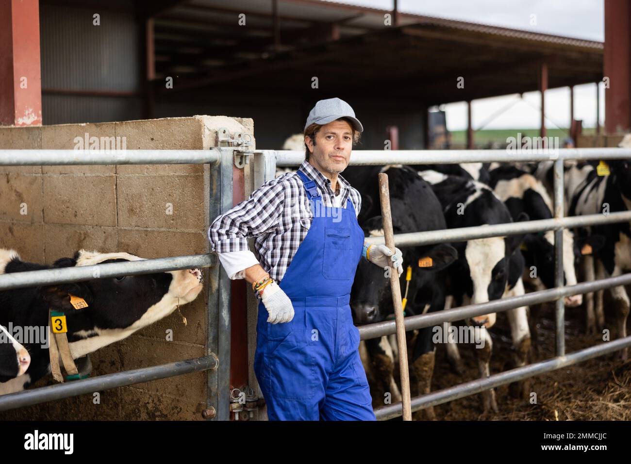 Selbstbewusster Besitzer eines Bauernhofs mittleren Alters, der während der Schwerarbeit im Milchkuhbetrieb mit Rechen steht Stockfoto
