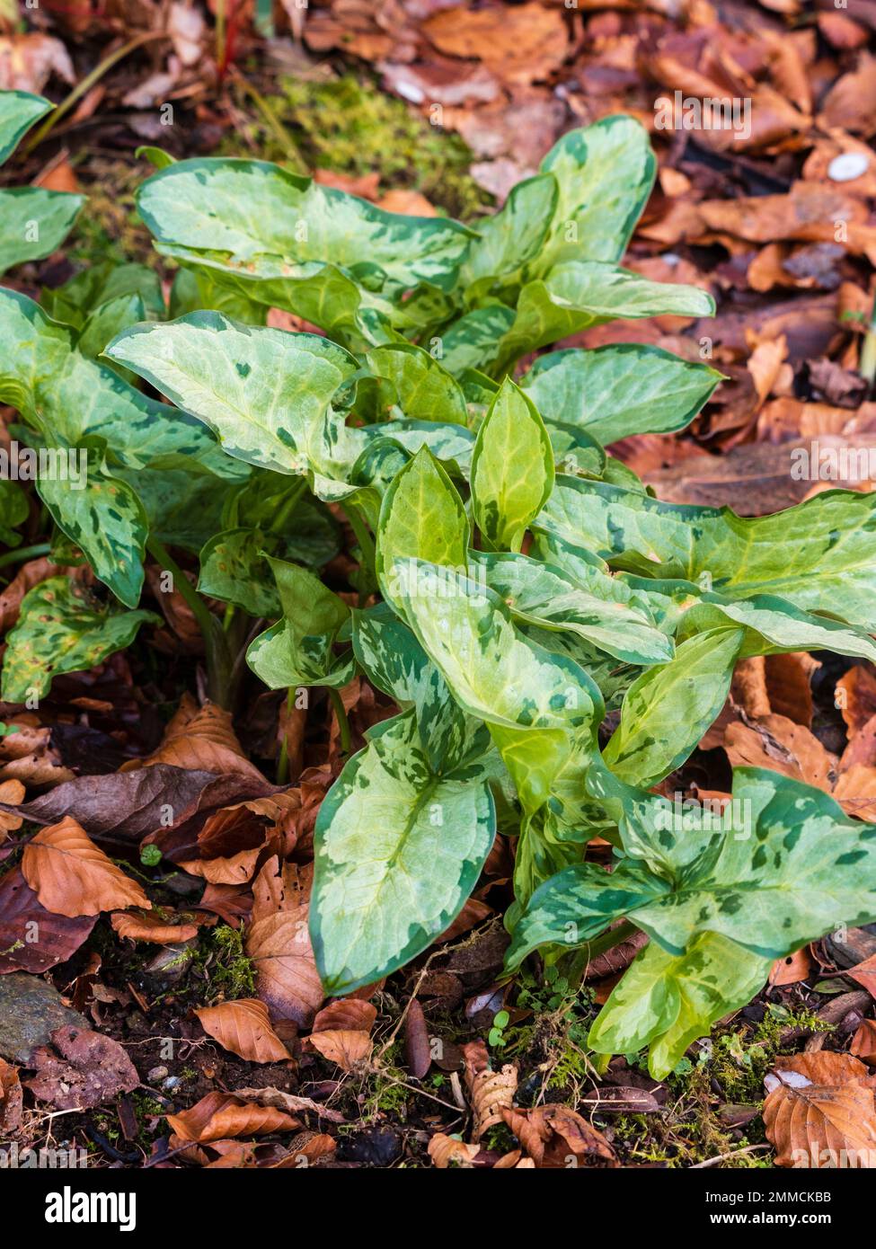 Silber- und grüngemusterte Blätter des wintergrünen Korms, Arum italicum „Chameleon“ Stockfoto