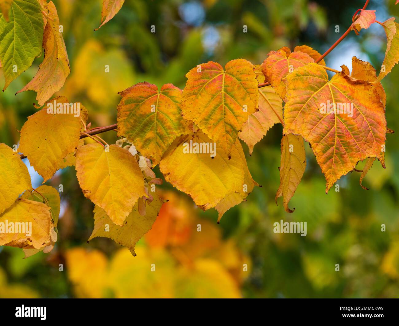 Herbstfarbe in den Blättern des harten Ahorns, Acer tegmentosum „White Tigress“ Stockfoto