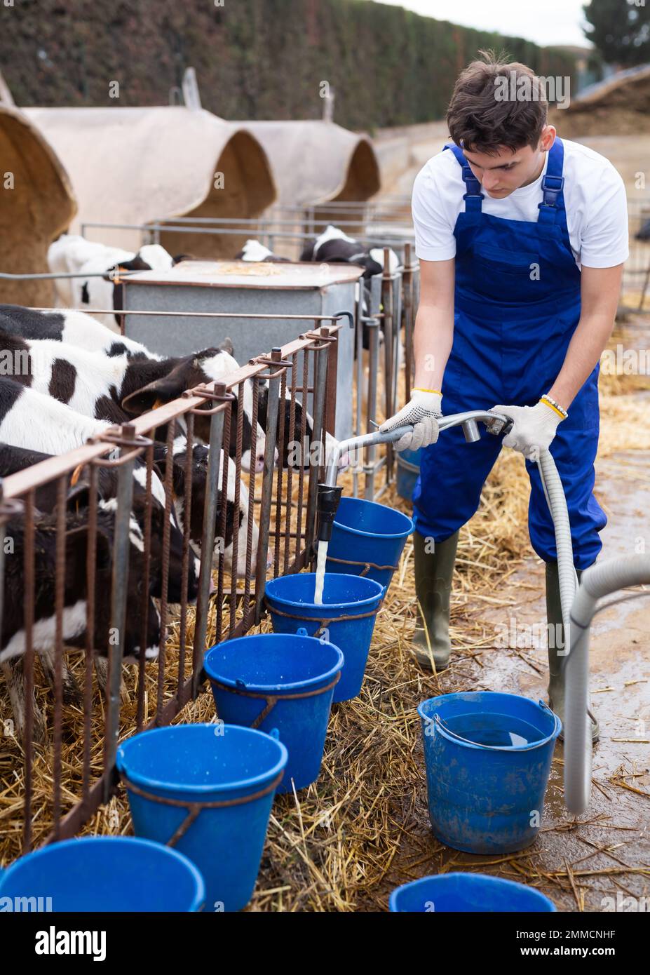Männlicher Bauer gießt Wasser in Eimer - tränkt Kühe auf dem Bauernhof Stockfoto