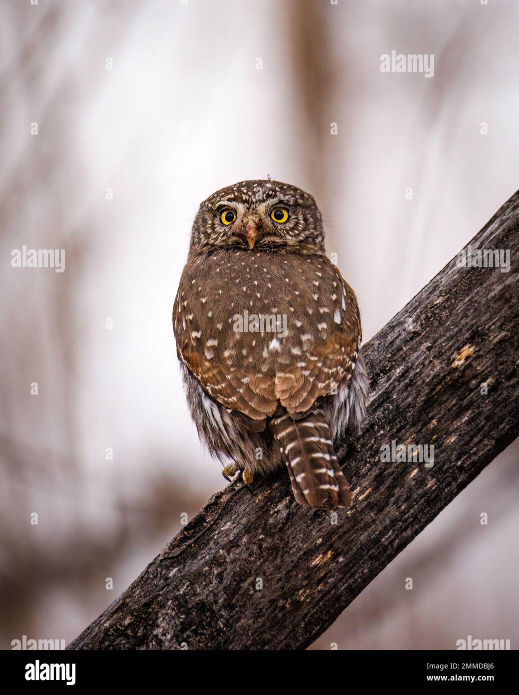 Nördliche Zwergeule (Glaucidium californicum) auf dem Ast Colorado, USA Stockfoto