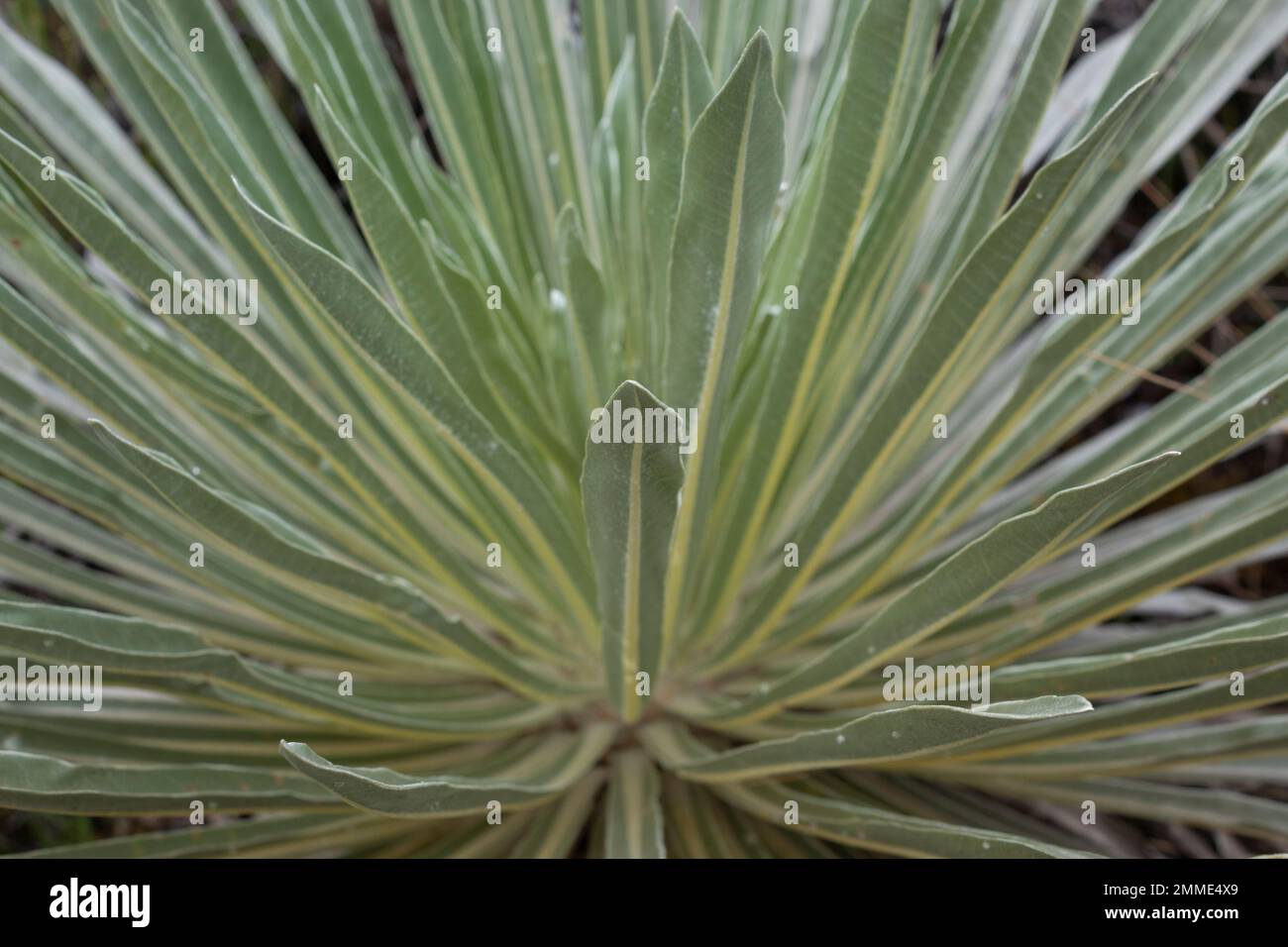 Makrofoto von frailejon-Pflanzenblättern mit Regentropfen im südamerikanischen Paramoökosystem Stockfoto