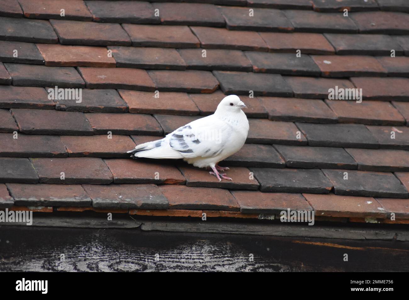 Weiße Taube auf einem gefliesten Dach mit Kopierraum. Stockfoto