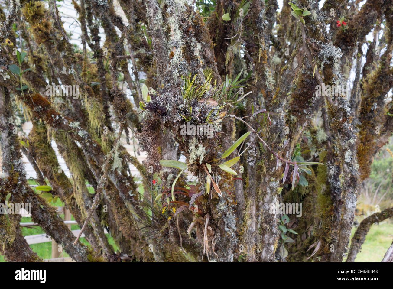 Ein wunderschöner, mit Flechten bedeckter Baum im Kortex der Äste des kolumbianischen Paramoökosystems Stockfoto