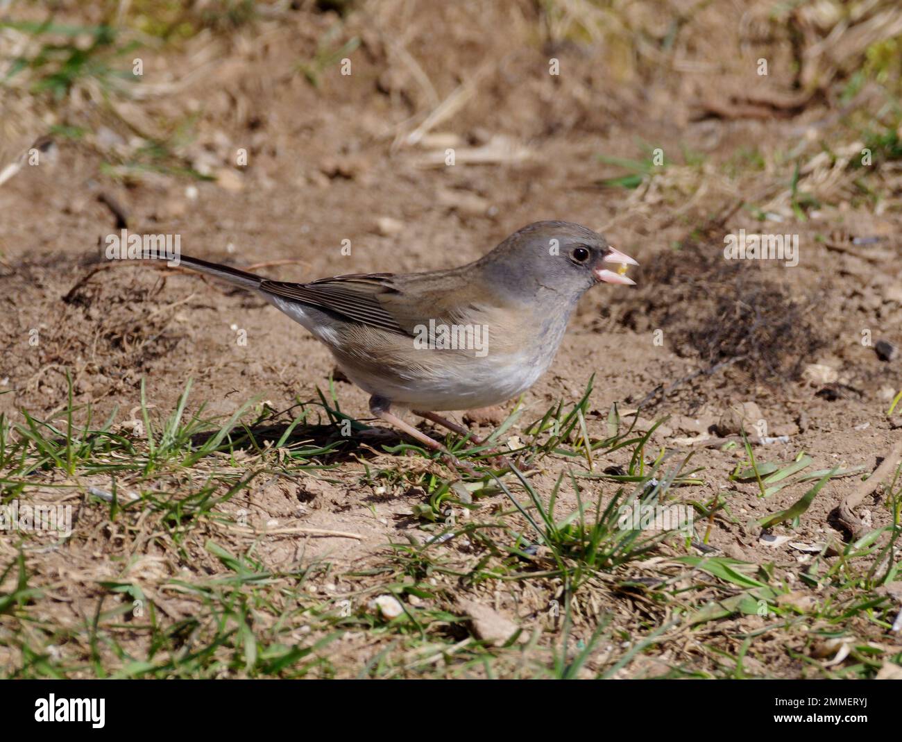 Schieferfarbener Junco, der einen Samen knackt, ist eine gängige Variante des Junco mit dunklen Augen, Junco hyemalis. Stockfoto