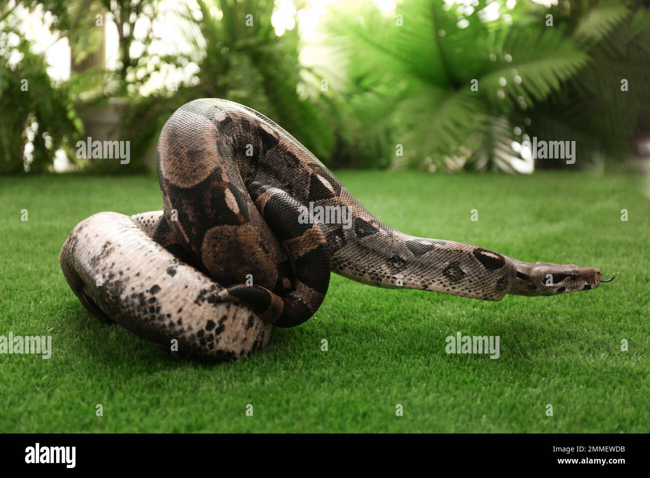 Braune Boa Constrictor auf grünem Gras im Freien Stockfoto