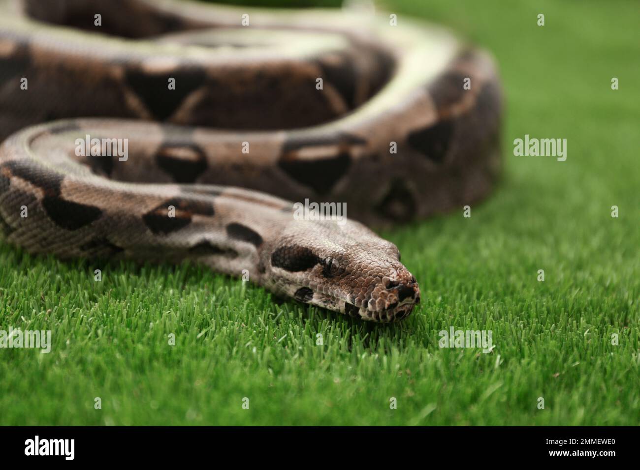 Braune Boa Constrictor auf grünem Gras im Freien Stockfoto