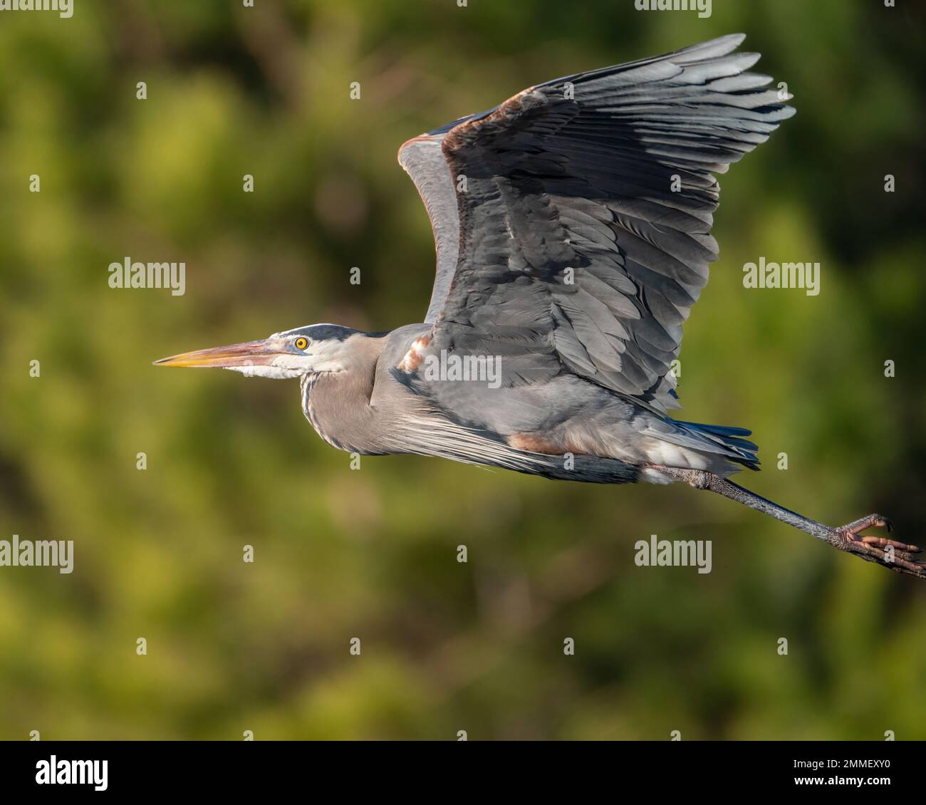 Ein großer blauer Reiher, der am Haw River in North Carolina entlang fliegt. Stockfoto