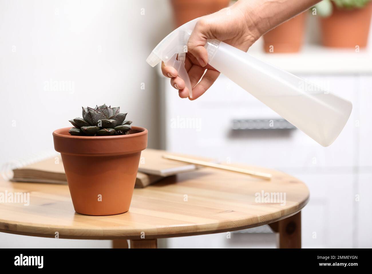 Eine Frau, die zu Hause Sukkulent mit Wasser besprüht, Nahaufnahme Stockfoto