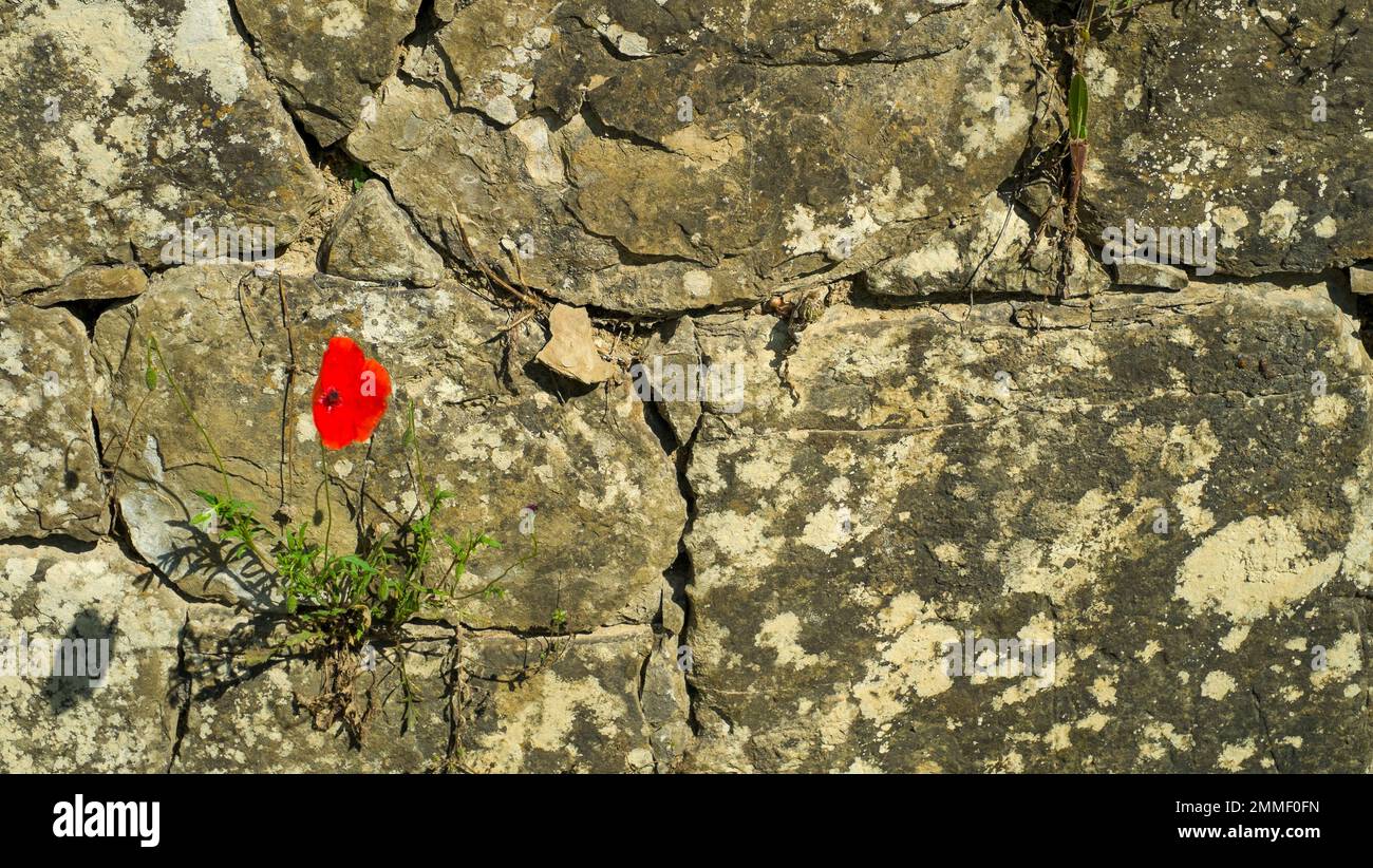 Ein einsamer roter Mohn an einer Steinmauer in der Toskana, Italien. Stockfoto