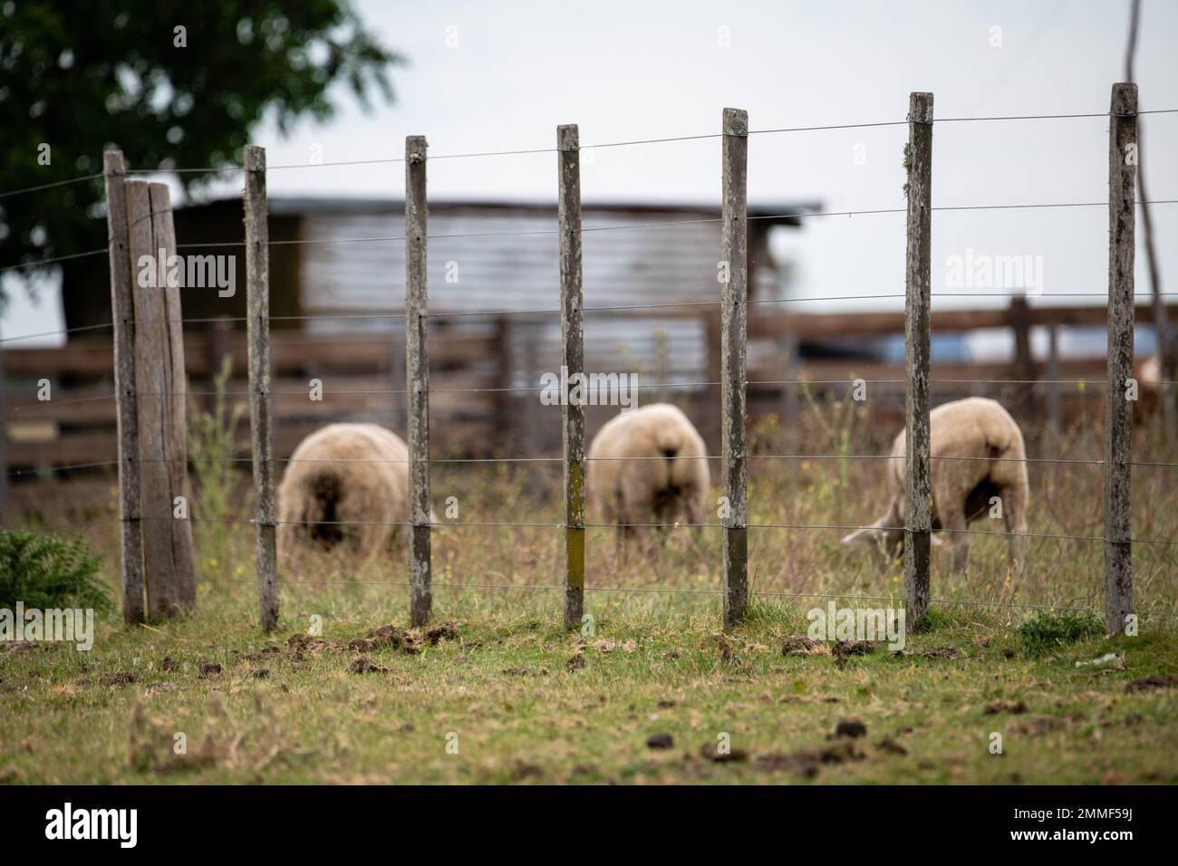 Ein Trio von Schafen, die auf einer Farm grasen, hinter einem Alhambrado de un capo in Uruguay Stockfoto