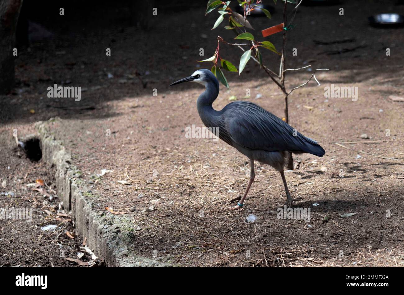 Weißwedelreiher (Egretta novaehollandiae) in einem Wildlife Park in Sydney, NSW, Australien (Foto: Tara Chand Malhotra) Stockfoto