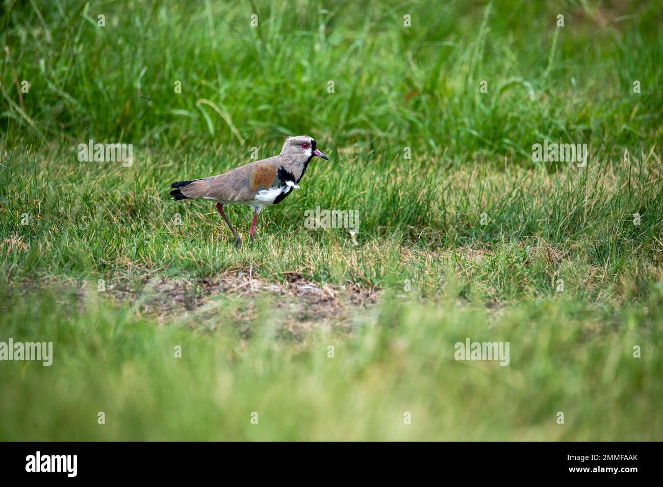 Ein kleiner Gebärmuttervogel, der sich hinter einigen Weiden versteckt Stockfoto