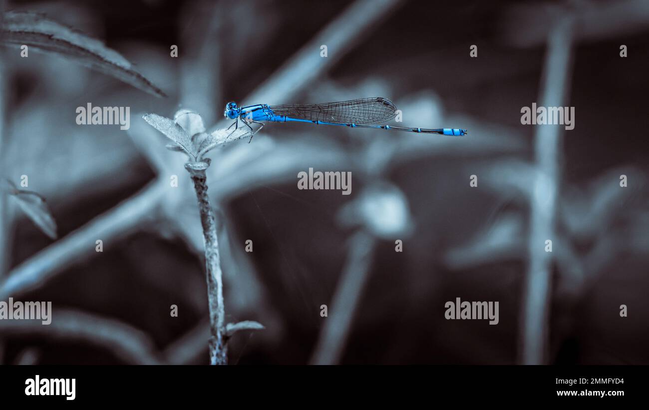 Ein wunderschöner kleiner blauer Damselfly hoch oben auf grünem Blatt im Teich, selektiver Fokus, Insektenmakro, Blanck und weißer Schwarzgrund. Stockfoto