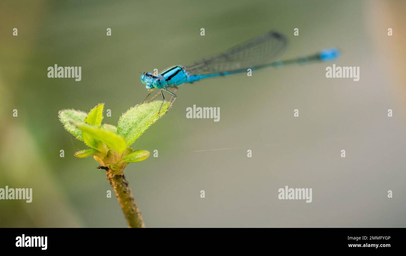 Ein wunderschönes kleines blaues Damselfisch hoch oben auf grünem Blatt im Teich und Naturhintergrund, selektiver Fokus, Insektenmakro, buntes Insekt in Thailand. Stockfoto