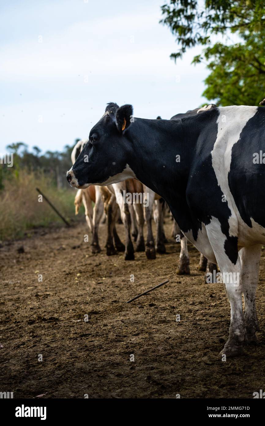Mehrere Kühe Hollando verlassen den Hof und essen Weiden Stockfoto