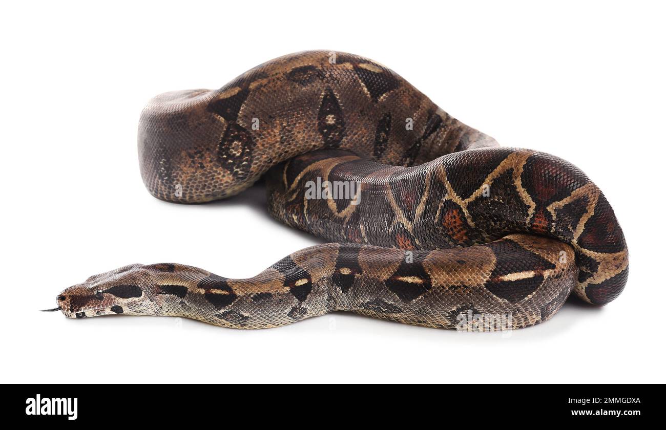 Braune Boa Constrictor auf weißem Hintergrund. Exotische Schlange Stockfoto