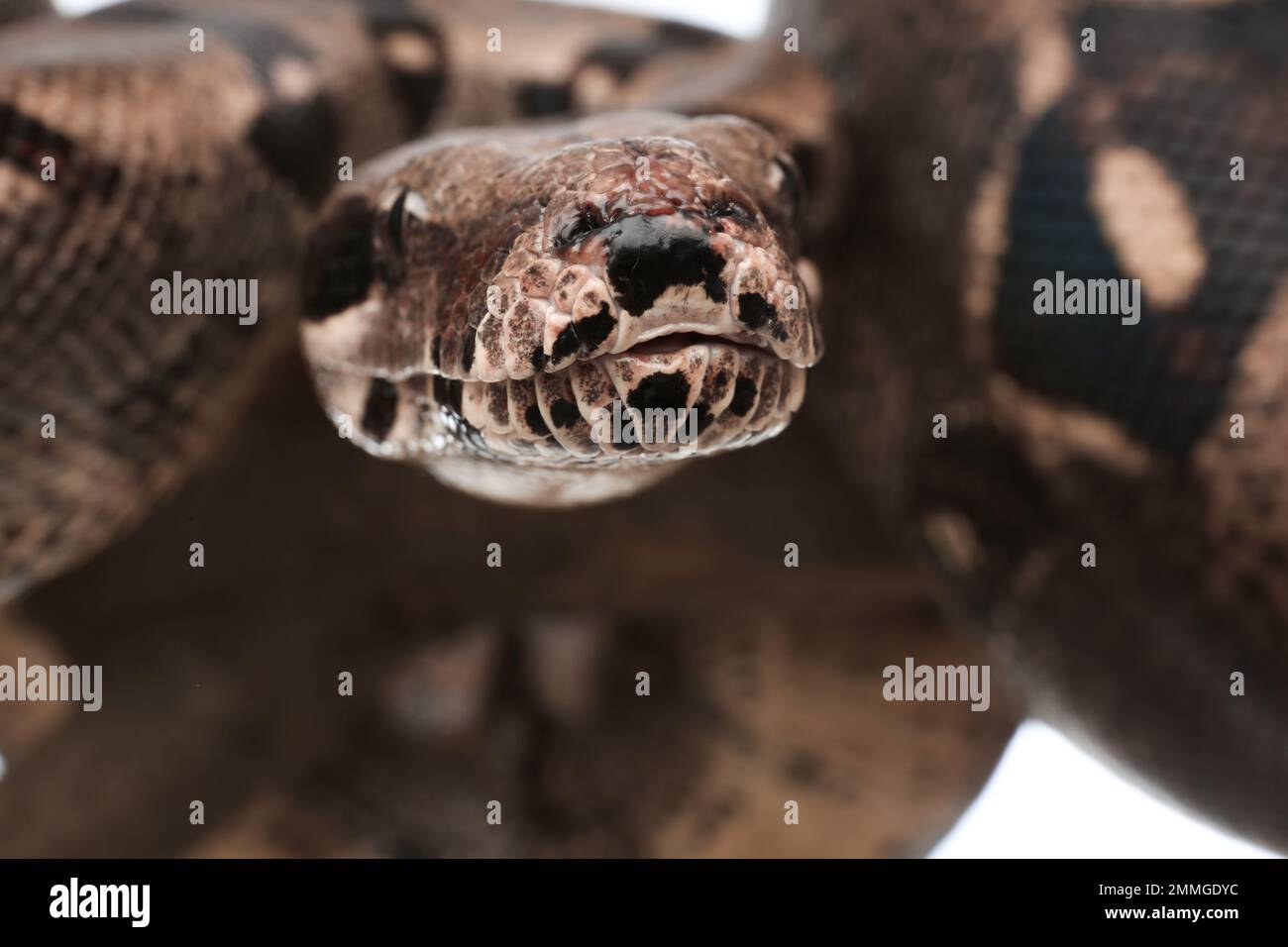 Nahaufnahme der braunen Boa constrictor. Exotische Schlange Stockfoto