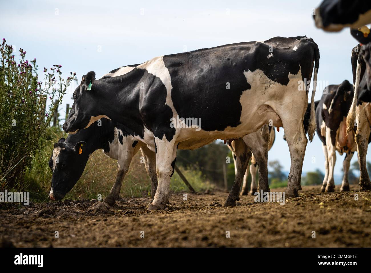 Mehrere Kühe Hollando verlassen den Hof und essen Weiden Stockfoto