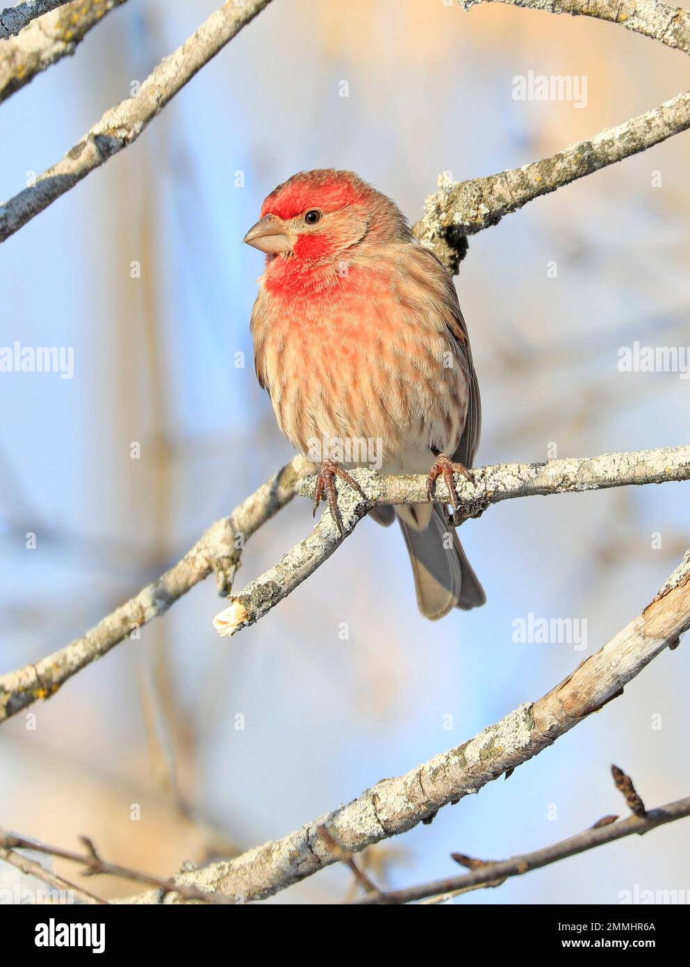 Hausfink sitzt auf einem Tannenzweig im Winter, Quebec, Kanada Stockfoto