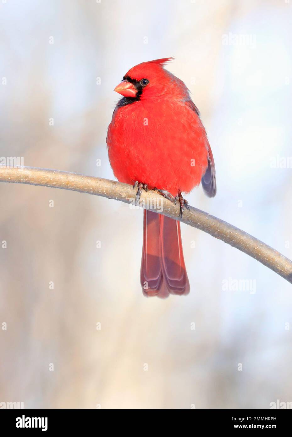 Männlicher Vogel des Roten Kardinals, der auf dem Ast sitzt Stockfoto