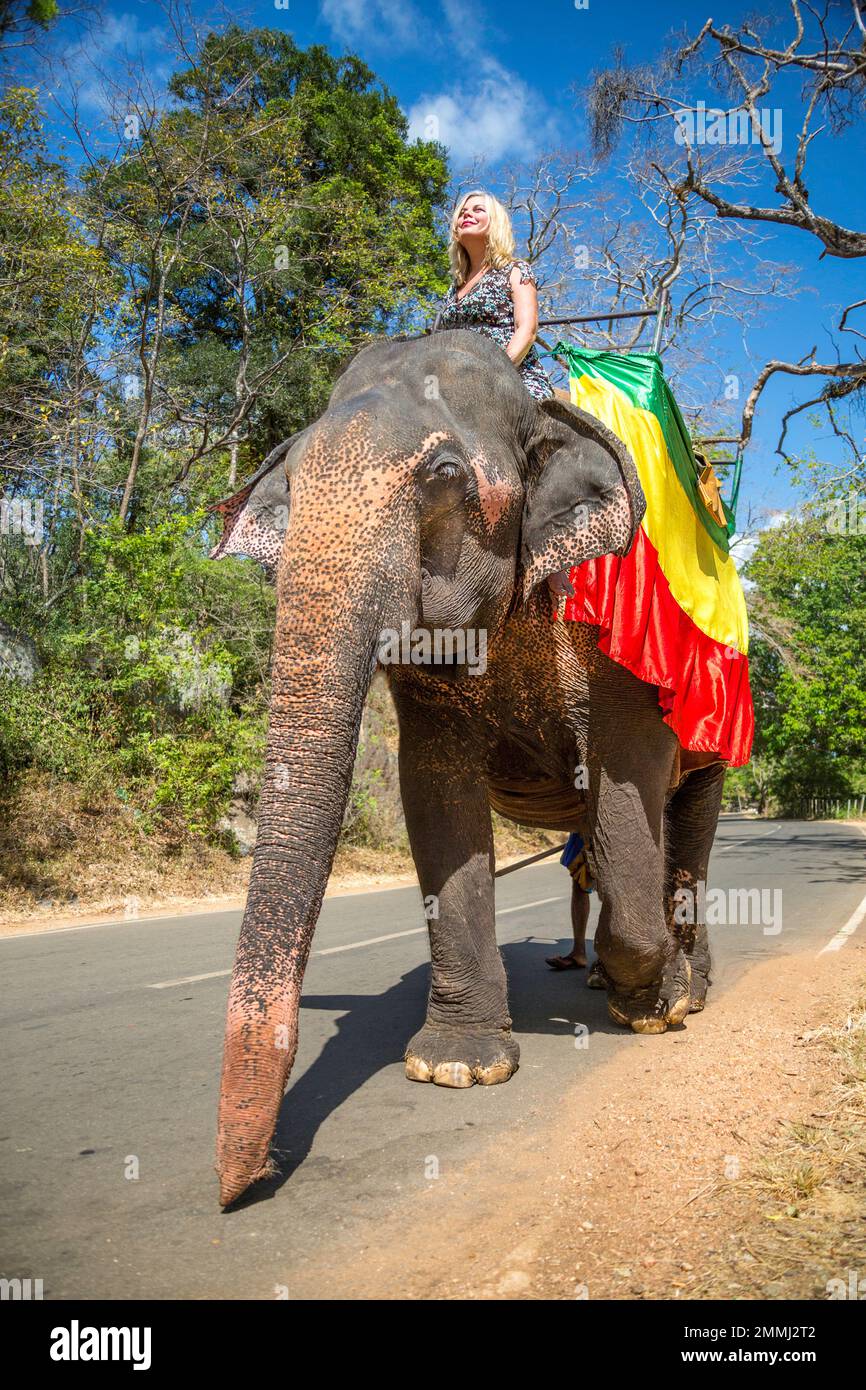 Eine Frau (HERR) auf einem Sri Lankas Elefanten, eine Unterart des Asiatischen Elefanten, Elephas maximus, auf einer Straße in der Nähe von Sigiriya, einem alten Palast in der entfernt Stockfoto