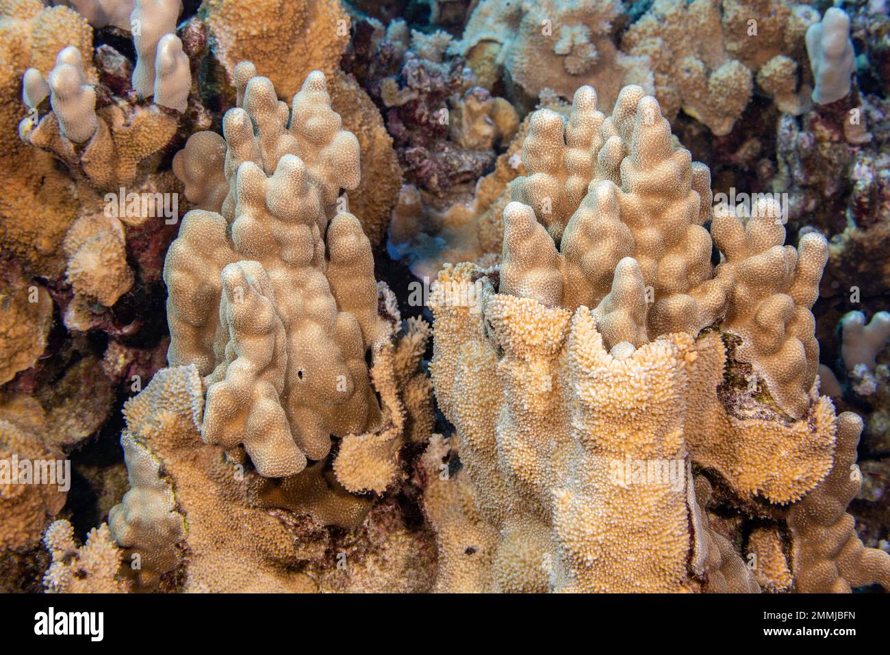 An jedem Korallenriff herrscht ein langsamer, aber konstanter Kampf um erstklassigen Lebensraum. Auf den Bildern sehen Sie Reiskorallen, Montipora flabellata, die versuchen, Fi zu überwuchern Stockfoto
