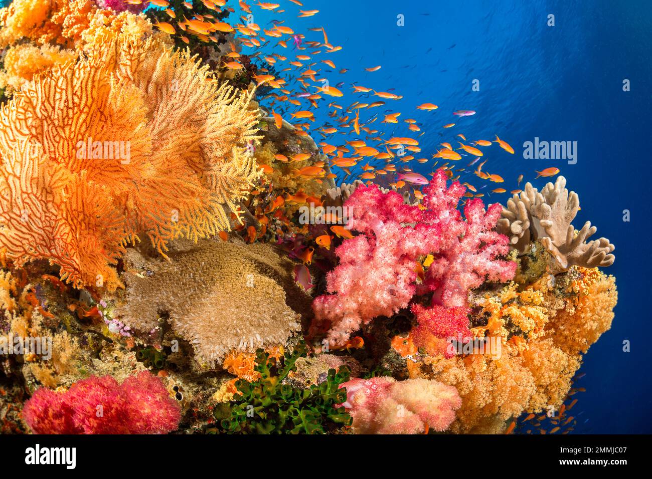 Alcyonarische und gorgonische Korallen mit schülenden Anthien dominieren diese fidschianische Riffszene. Stockfoto