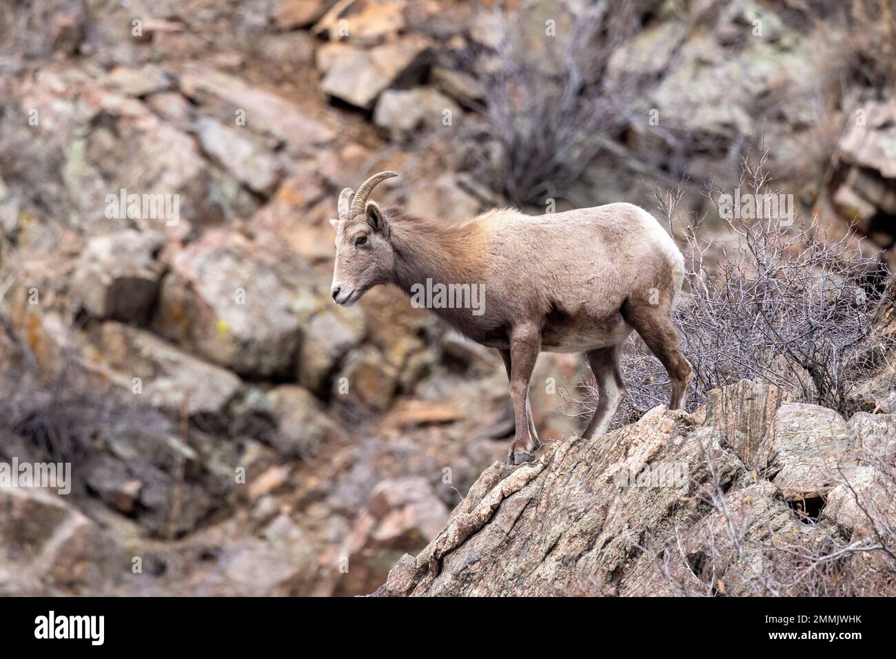 Weibliche Dickhornschafe in den Rocky Mountains (Ovis canadensis) im Clear Creek Canyon abseits des Peaks zum Plains Trail – in der Nähe von Golden, Colorado, USA Stockfoto