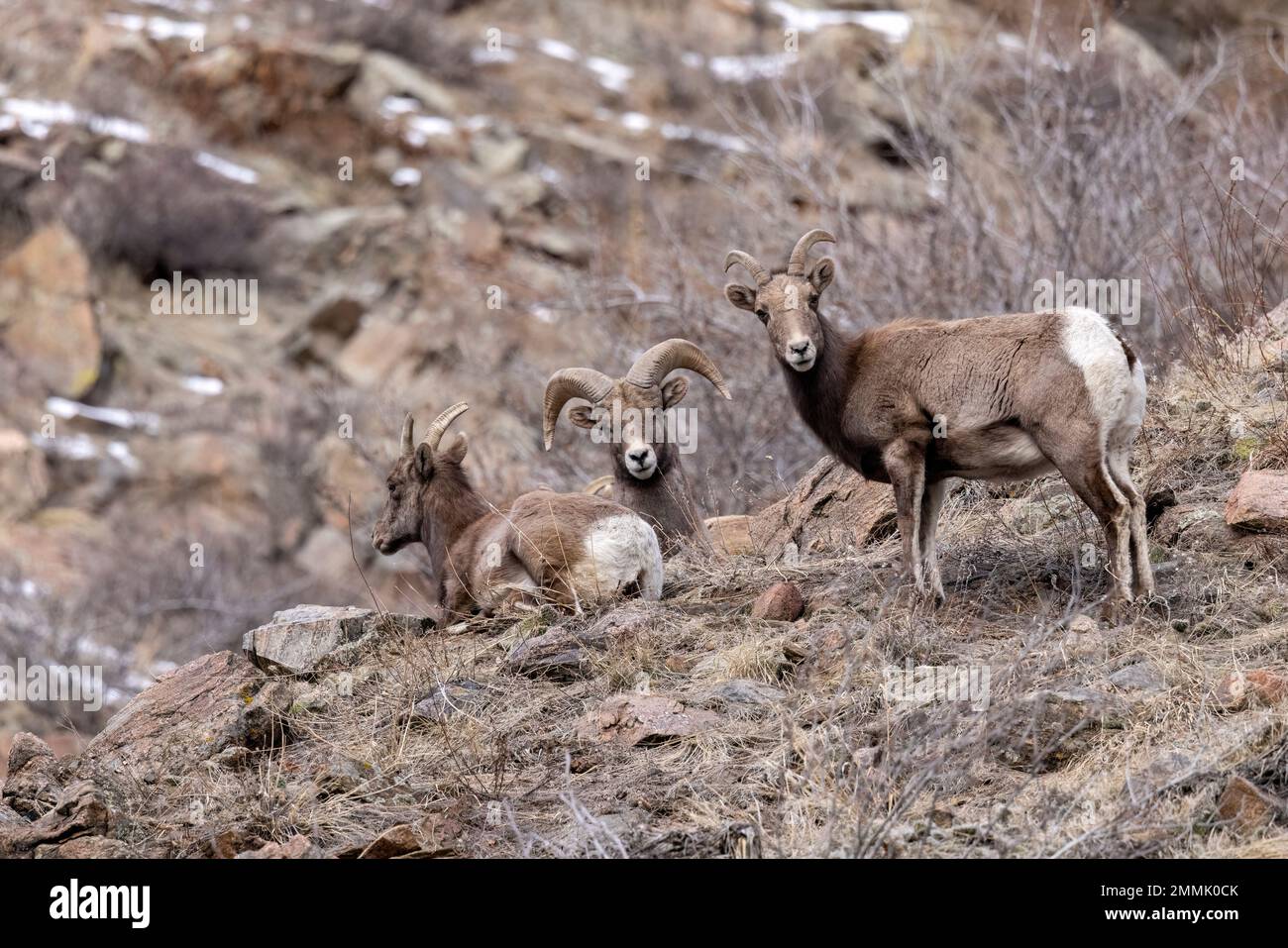 Gruppe von Rocky Mountain Bighorn Sheep (Ovis canadensis) im Clear Creek Canyon abseits des Peaks to Plains Trail – in der Nähe von Golden, Colorado, USA Stockfoto