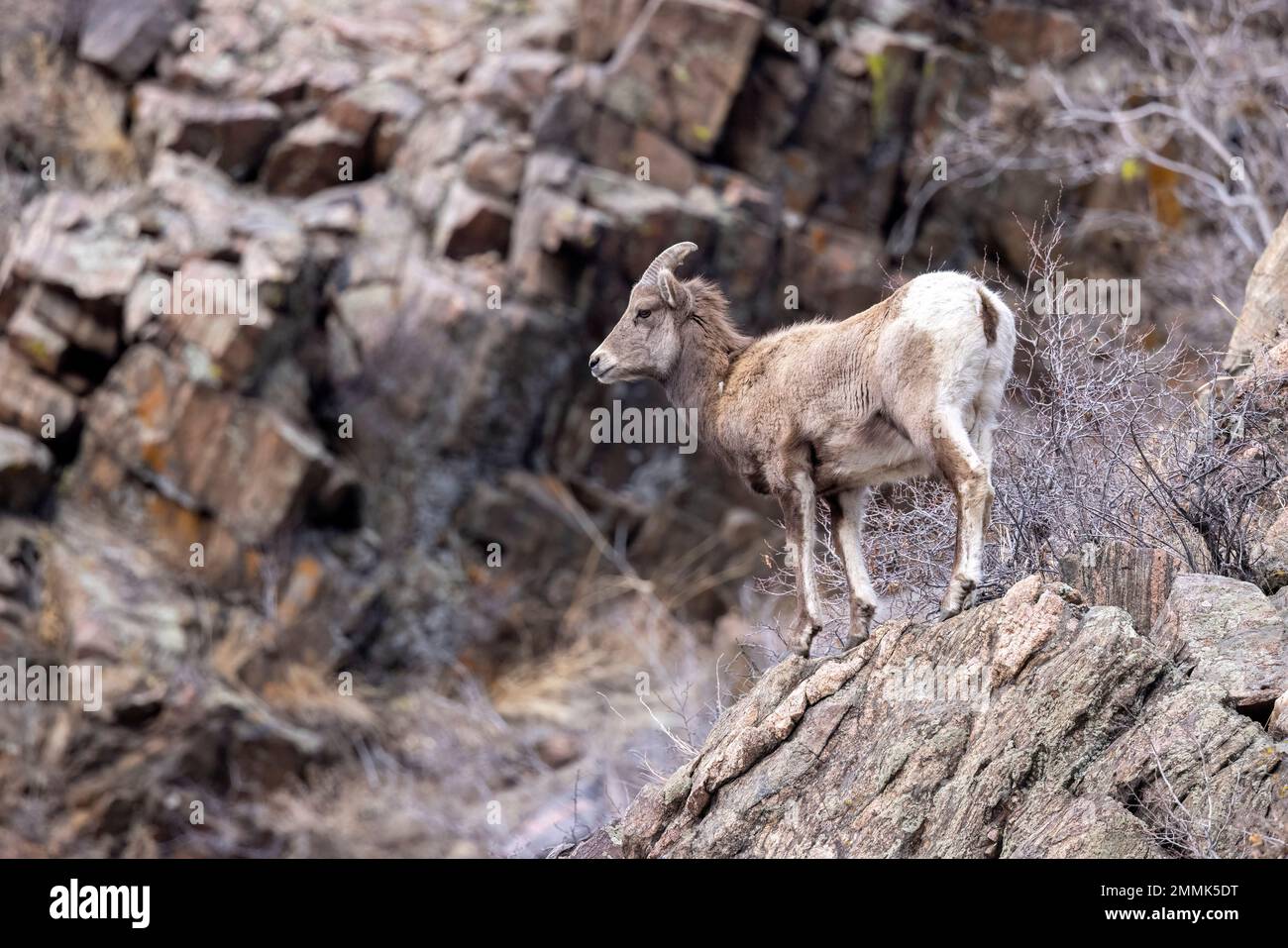 Junge Dickhornschafe (Ovis canadensis) im Clear Creek Canyon abseits des Peaks to Plains Trail in der Nähe von Golden, Colorado, USA Stockfoto