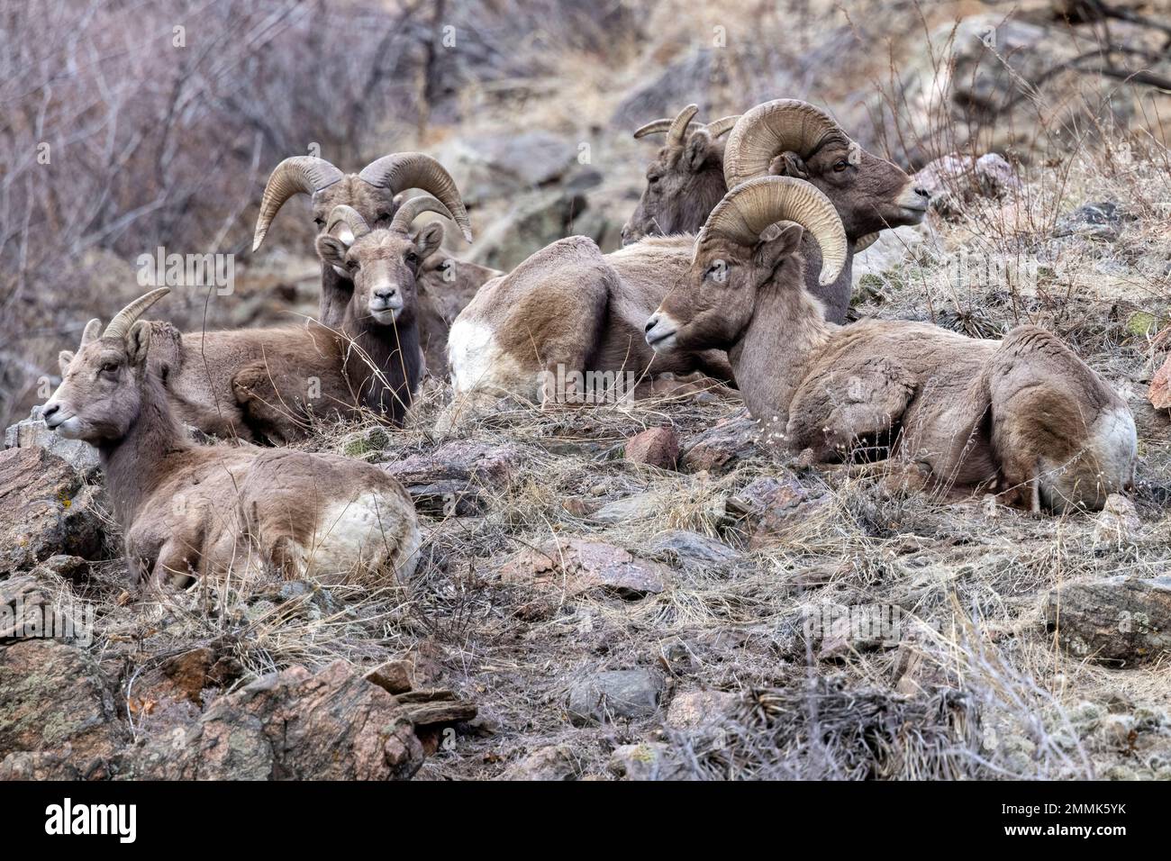 Gruppe von Rocky Mountain Bighorn Sheep (Ovis canadensis) im Clear Creek Canyon abseits des Peaks to Plains Trail – in der Nähe von Golden, Colorado, USA Stockfoto