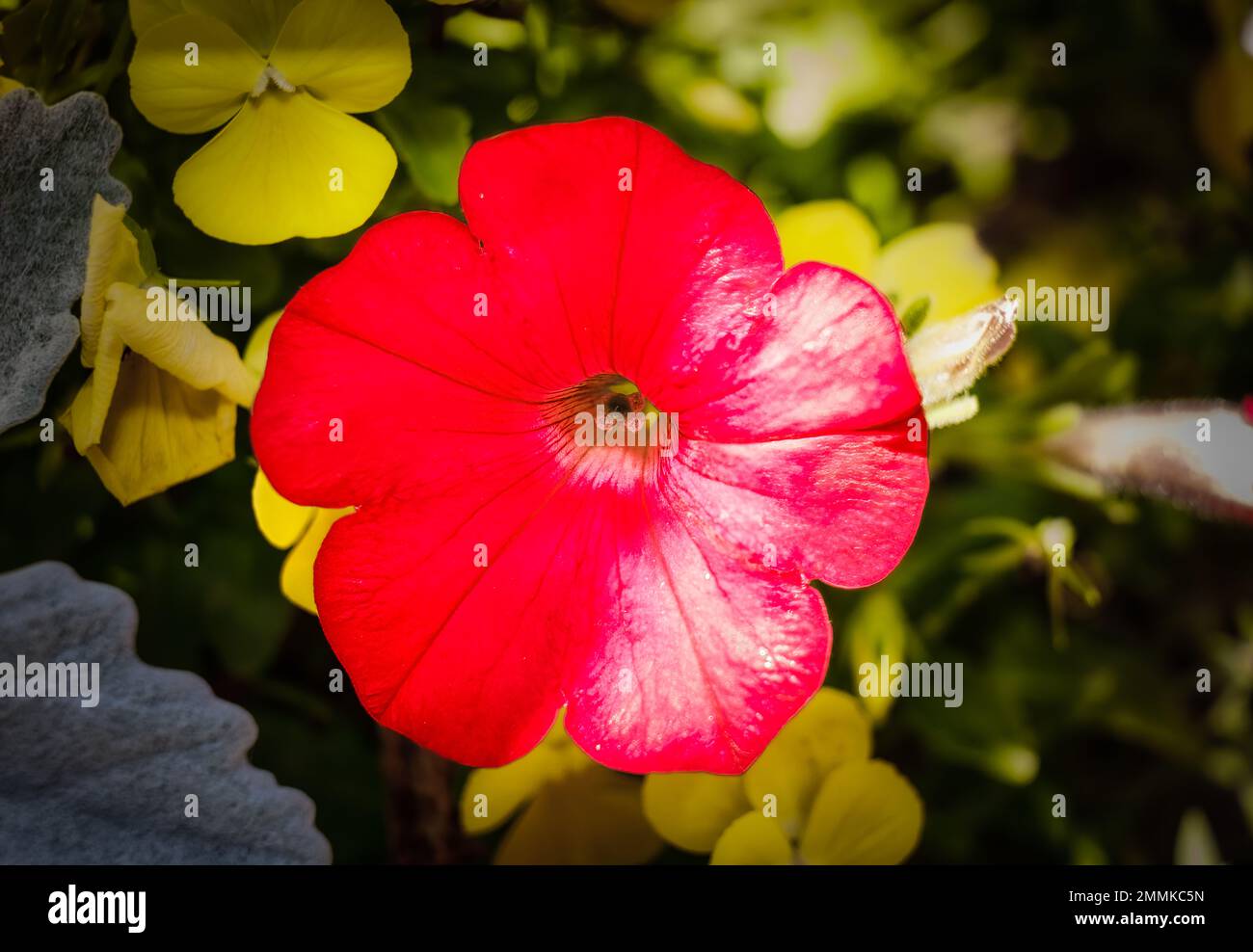 Es ist Zeit, deine Blumen auf die nächste Stufe zu bringen Stockfoto