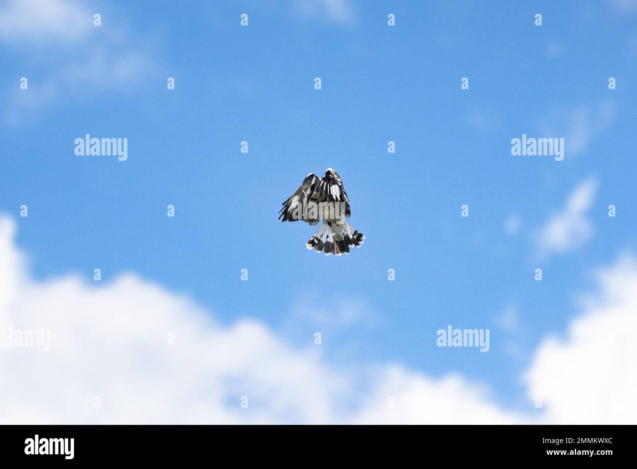 Schwarz-weißer Vogel im Flug Stockfoto
