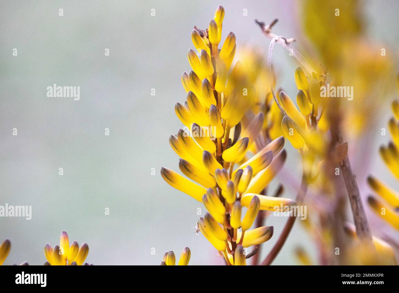 Exotische Blume in Kenia Stockfoto